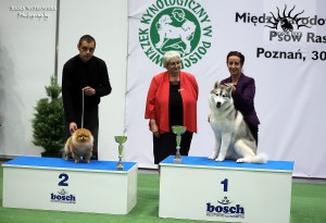 International Dog show (CACIB) Poznan/Poland
