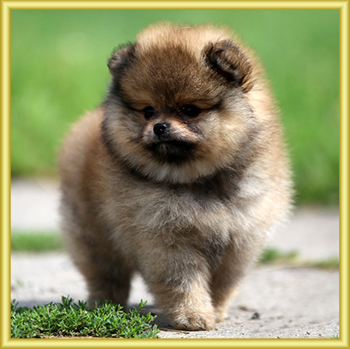 SunsetPom - Pomeranian kennel - German miniature Spitz - Puppies