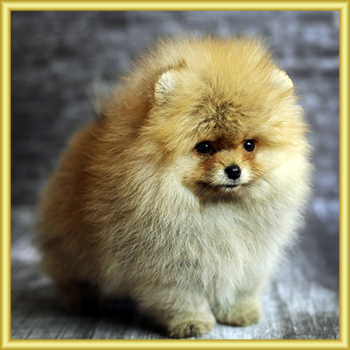 SunsetPom - Pomeranian kennel - German miniature Spitz - Puppies