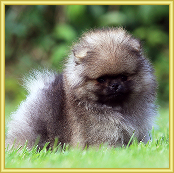 SunsetPom - Pomeranian kennel - German miniature Spitz - Puppies